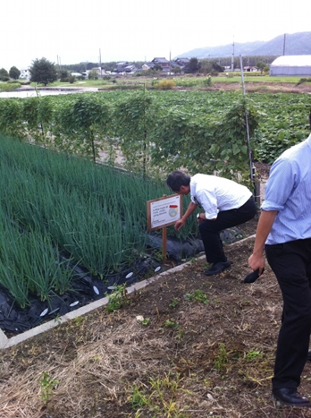 plants growing in a field as a biochar trial