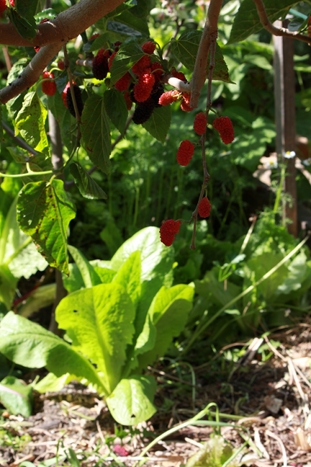 Leafy greens growing below a berry plant