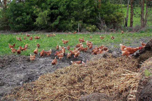 Free range chickens sort through 