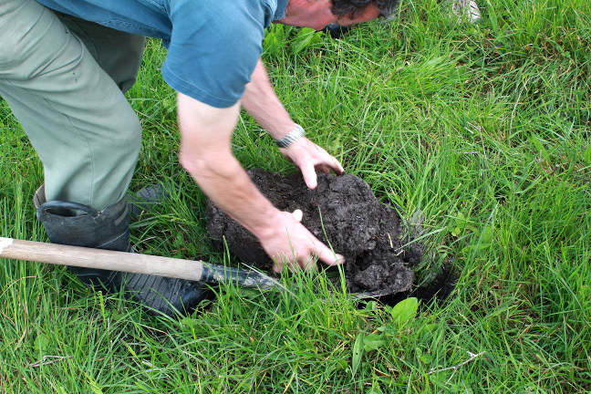 Ron turns a sod of soil showing the healthy soil life and roots systems.