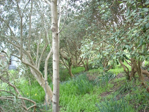 david and sue's food forest
