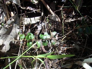 very small myrtlebeech tree