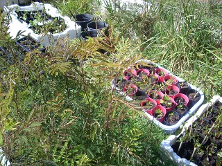 trees growing in nursery