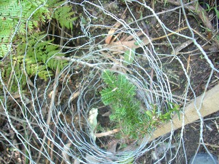 redwood in guard