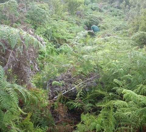 pic of adrian planting the food forest on a steep slope coverred in bracken. He faces away from the camerra so you just see his back and the head from a distance. His green shirt blends in with the braken.