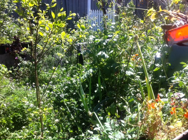 picture of garden in sping