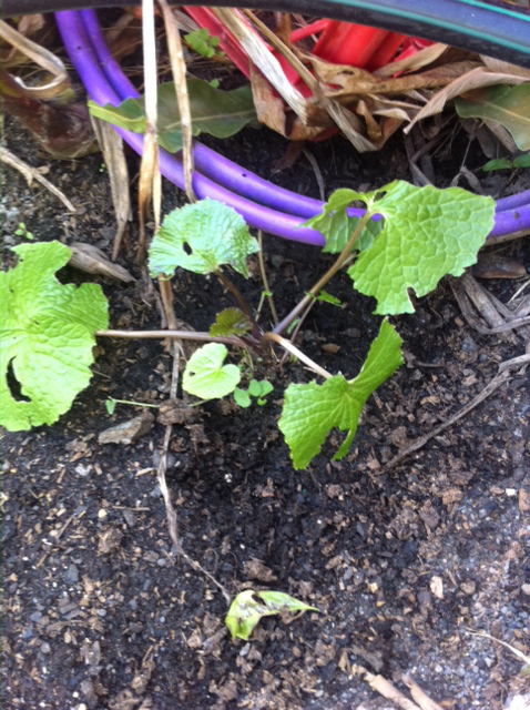 two part coils of purple pipe next to a wasabi plant