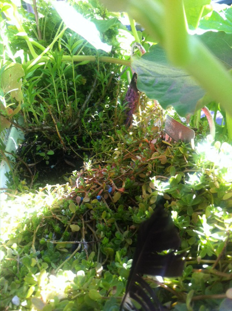 three plants growing next to each other in a raised rectangular white plastic pot