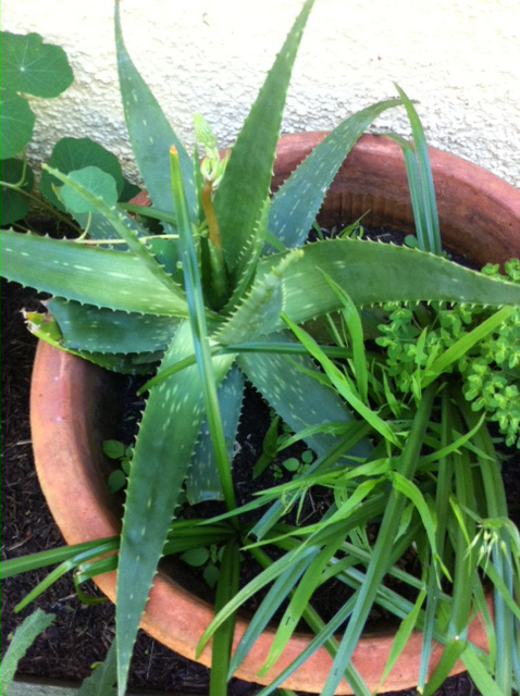 aloe vera growing in a larger terracotta pot
