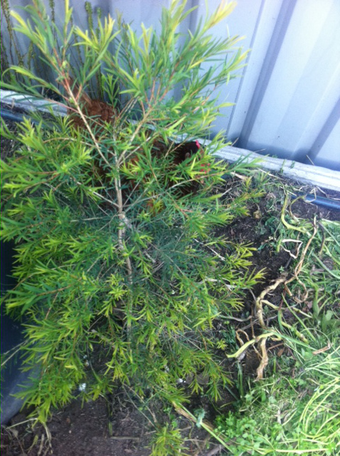 small bushy shrub