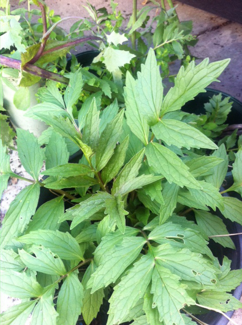 plant in pot