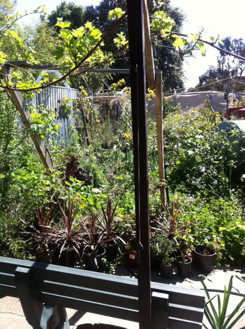 picture out the rear dorr showing a triving garden in early spring