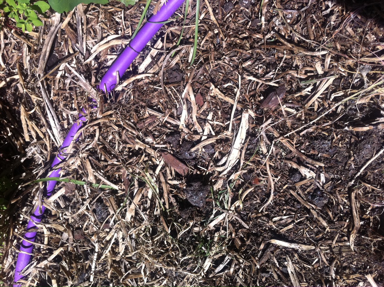 Picture showing remnants of straw bale used for growing vege's off contaminated soil and a bit of grey water pipe
